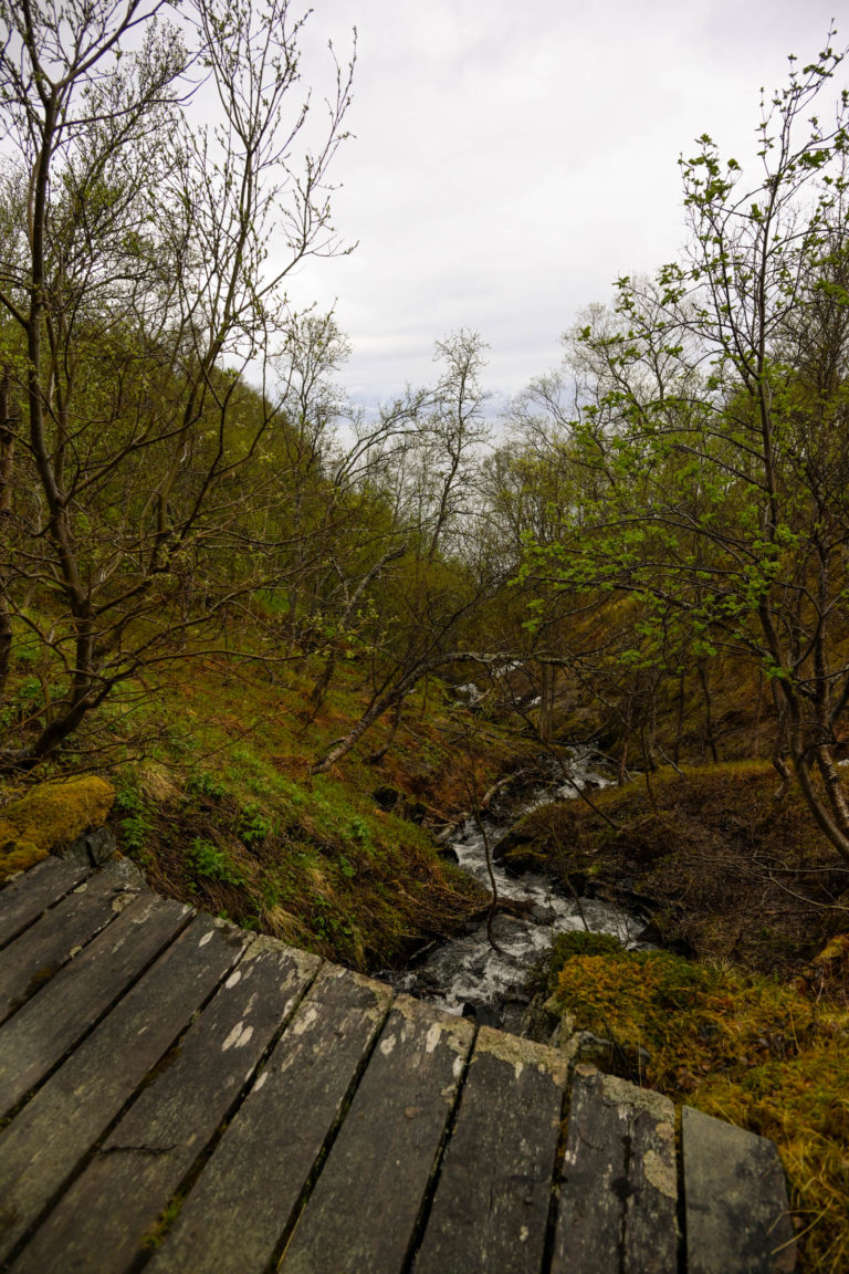 Glimpse of the sea through the trees on the trail out to Engnes © Knut Hansvold