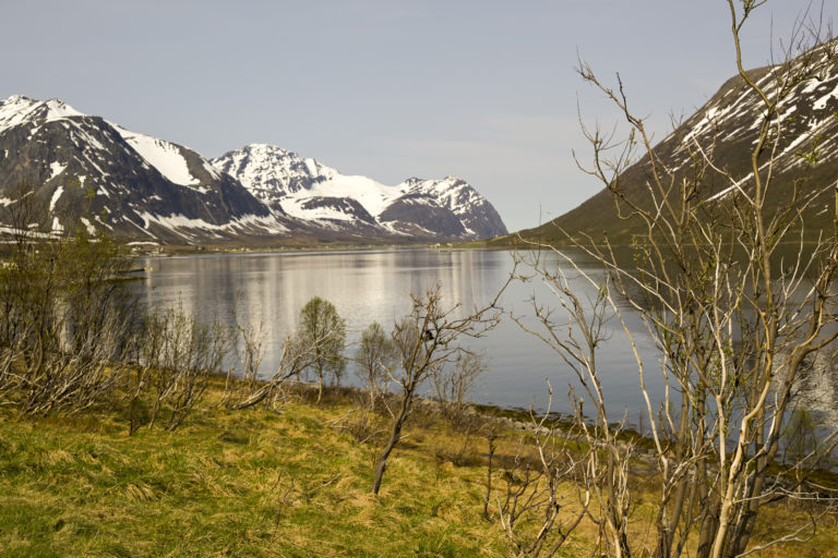 Leaf burst at the Lauksundet narrows © Knut Hansvold