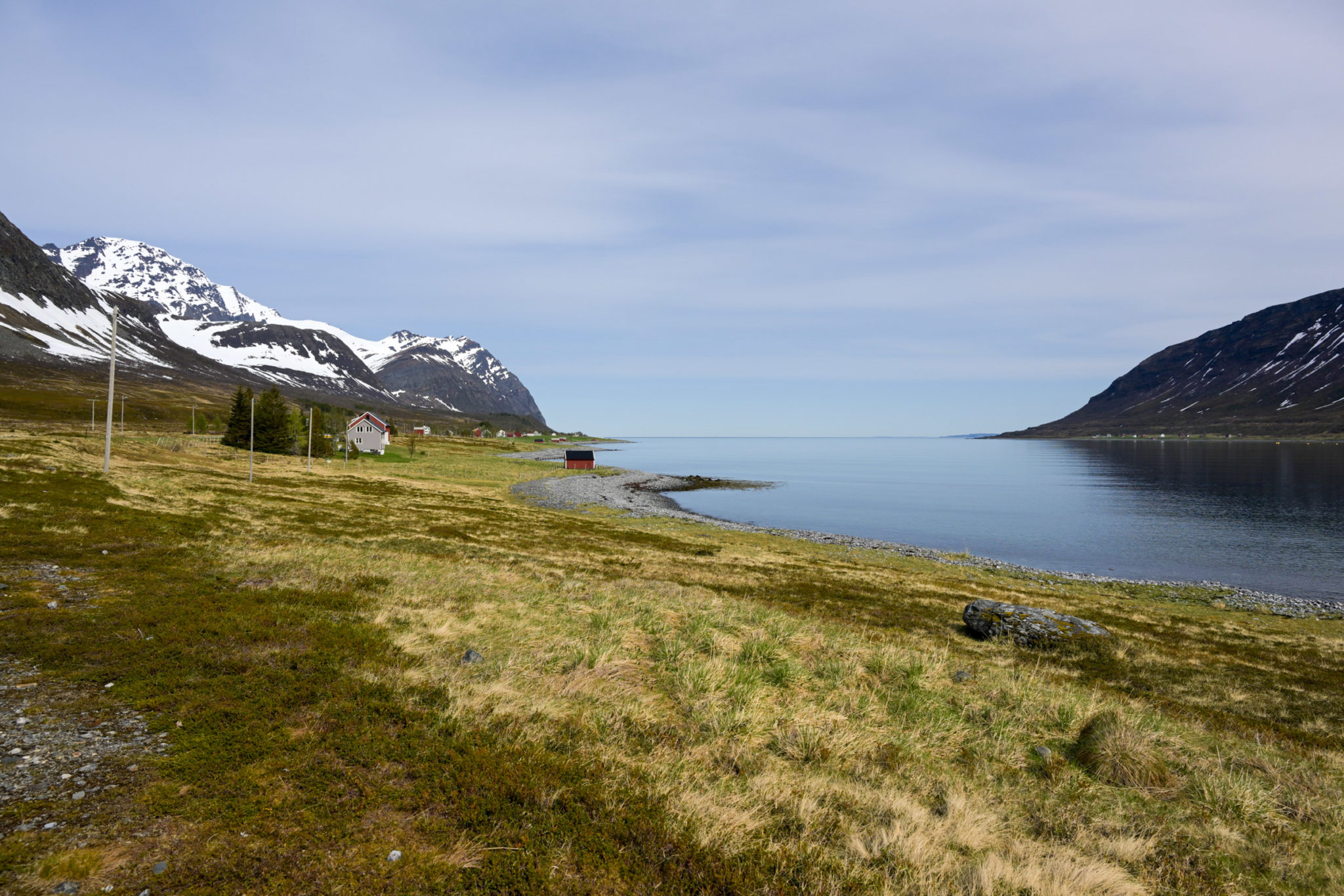 Green grass pokes up through last year’s grass at Lauksundet © Knut Hansvold
