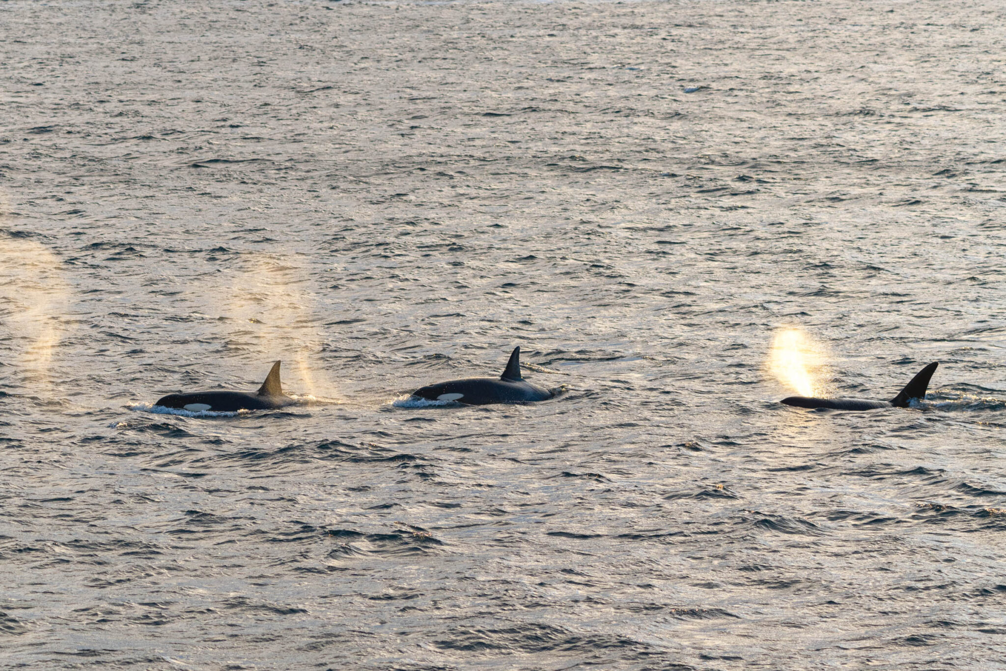 The orcas hunt as a pod, entering the herring shoal one by one to help themselves © Brim Explorer