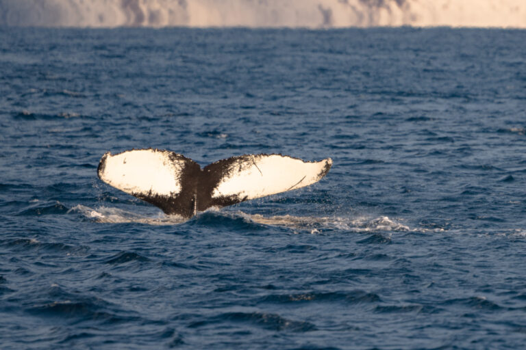 A humpback whale dives deep – autumn and winter serve up a generous herring buffet © Brim Explorer