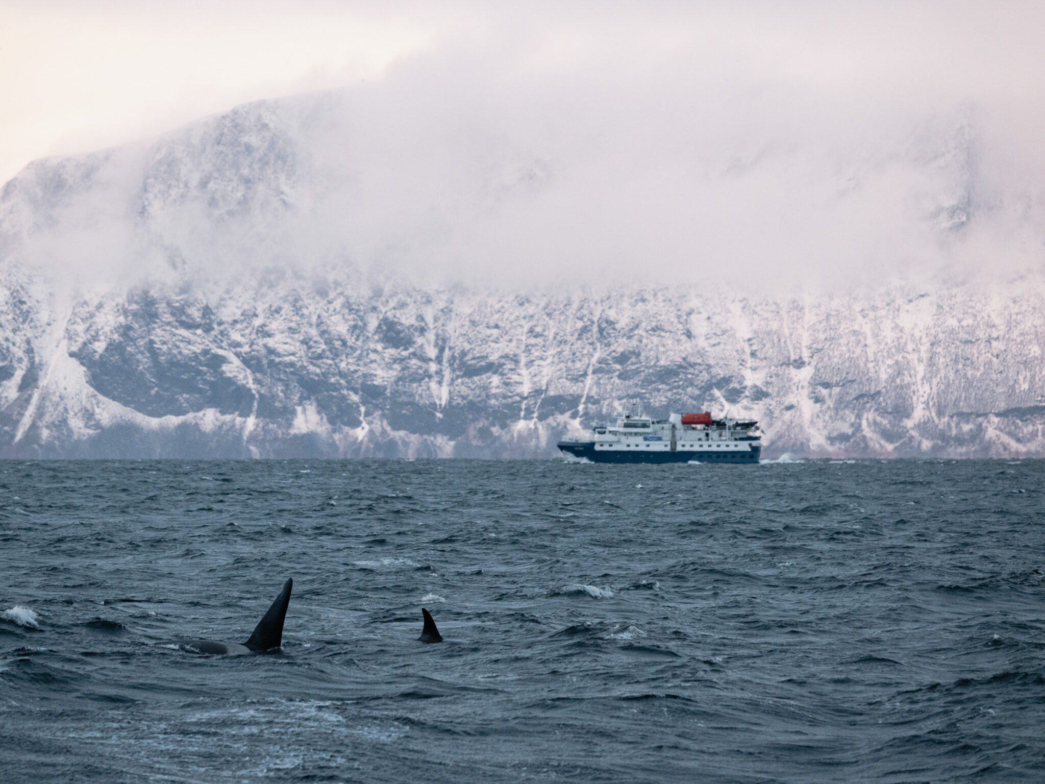 Several boats are out today, but none are following the whales. Everyone keeps a respectful distance. © Marie Nystad Helgesen