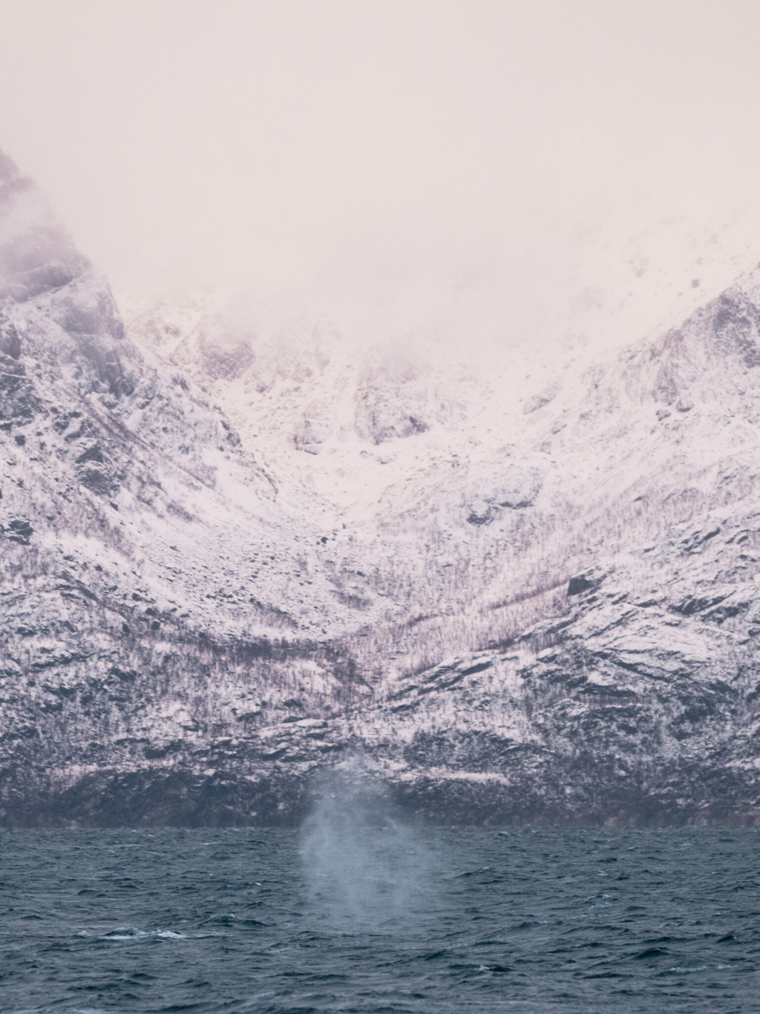 The humpback whale breaks the surface for a breath. © Marie Nystad Helgesen