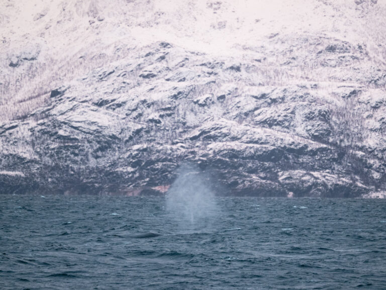 We spotted a humpback whale right beside the boat, but it happened too fast for a photo. © Marie Nystad Helgesen