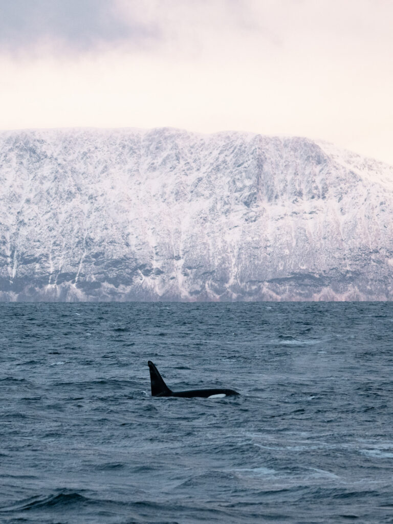 One orca here, another over there — and at times, many at once. © Marie Nystad Helgesen