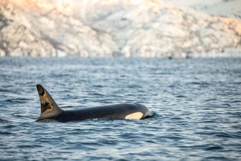 An orca on the hunt in the low autumn sun © Brim Explorer