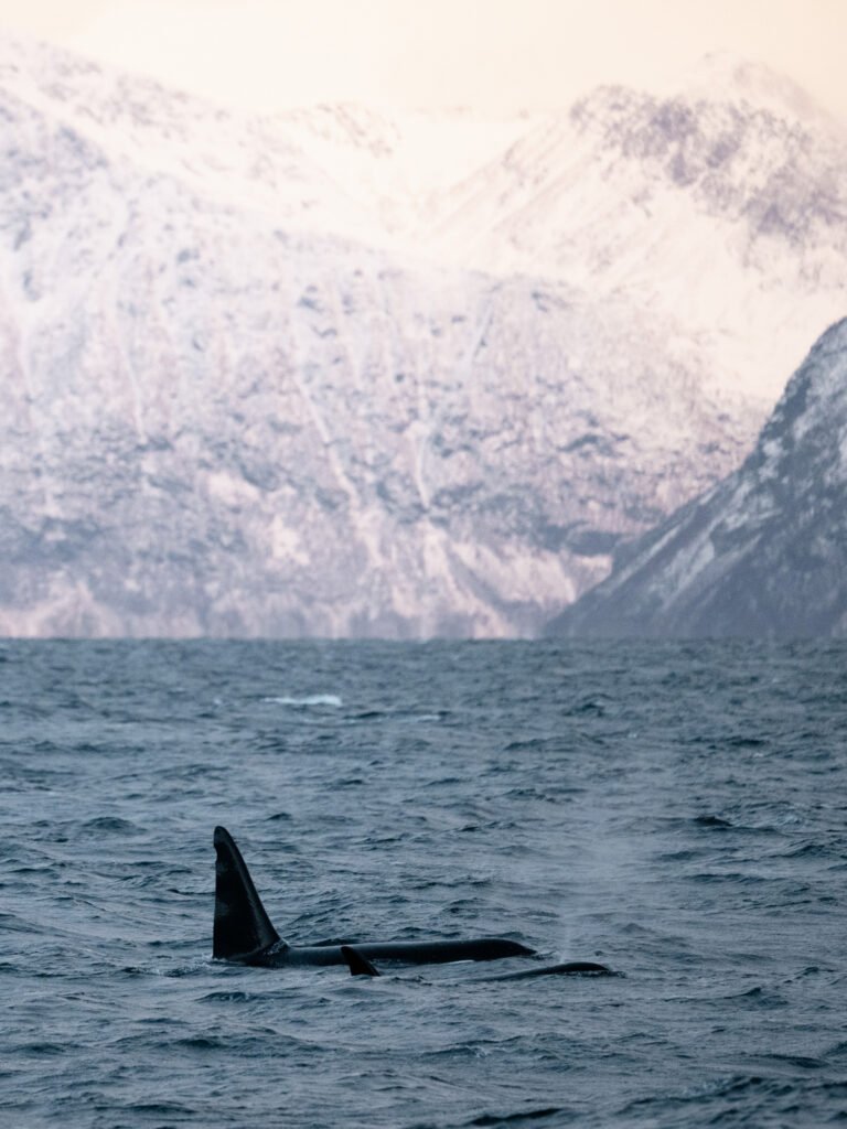 An adult and a young orca. © Marie Nystad Helgesen
