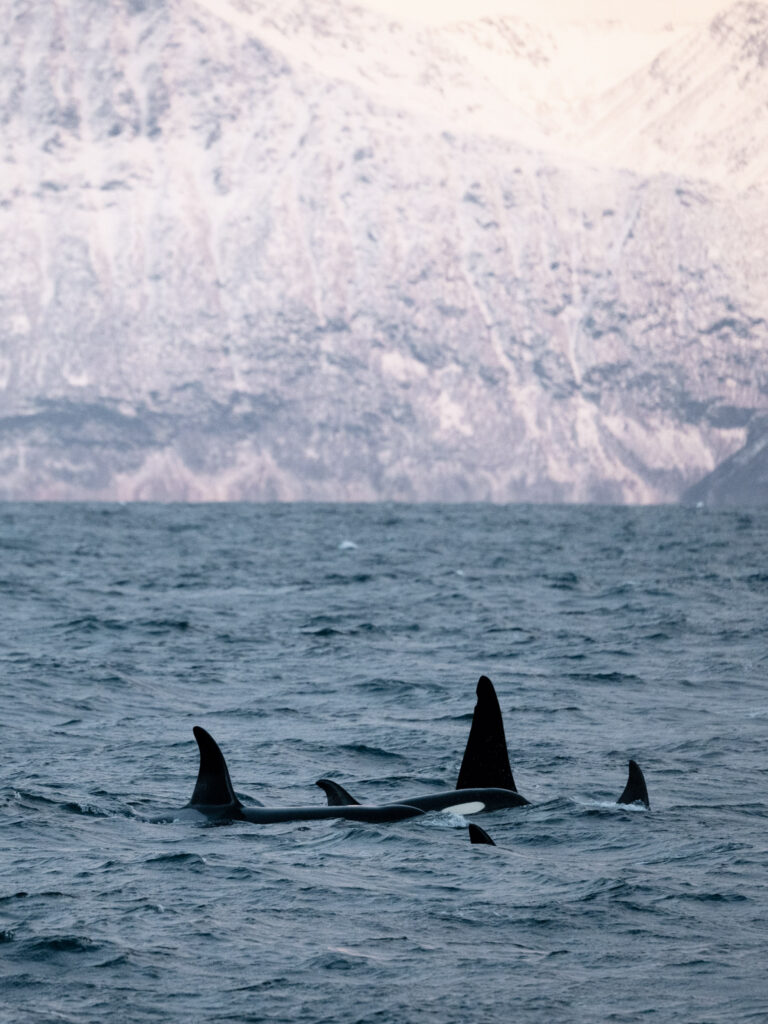 The orcas confer, planning their next move towards the herring shoals. © Marie Nystad Helgesen