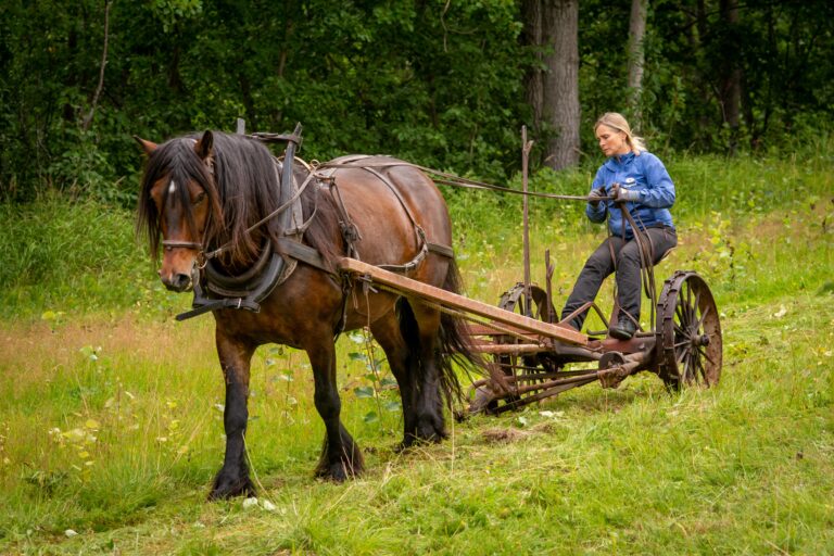 Bruker hest på Roparneset, Saltdal. Foto: Laila Ingvaldsen / Nordland nasjonalparksenter