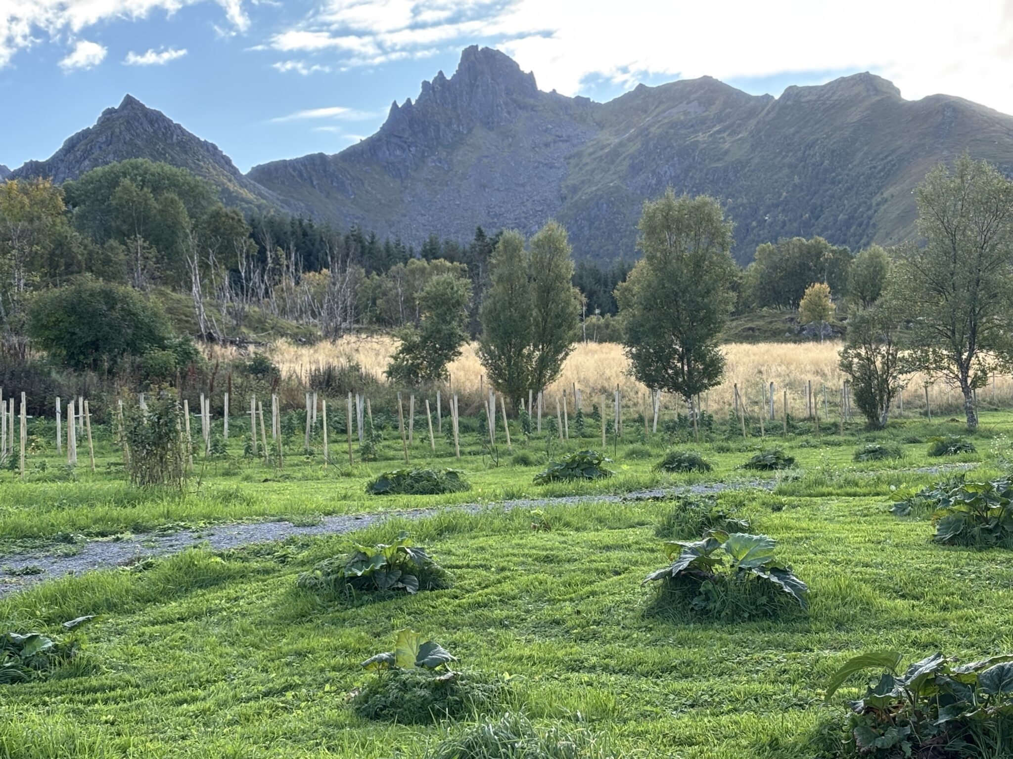 Teigan på Hadseløya. Foto: Norheim Gård