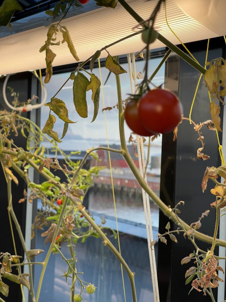 Thon Svolvær har eget gartneri på taket, hvor det meste av grønnsaker kommer fra. Foto: Roger Johansen / NordNorsk Reiseliv