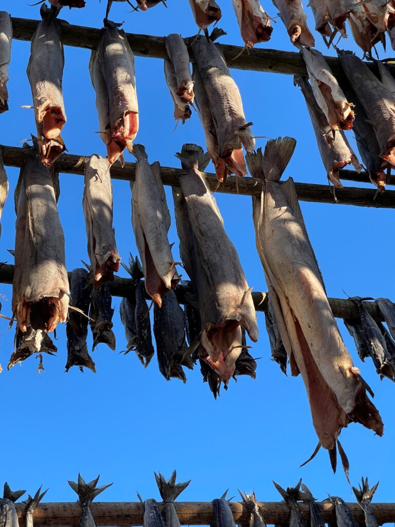 Tørrfisk er selve signaturen fra Lofoten. Foto: Roger Johansen / NordNorsk Reiseliv