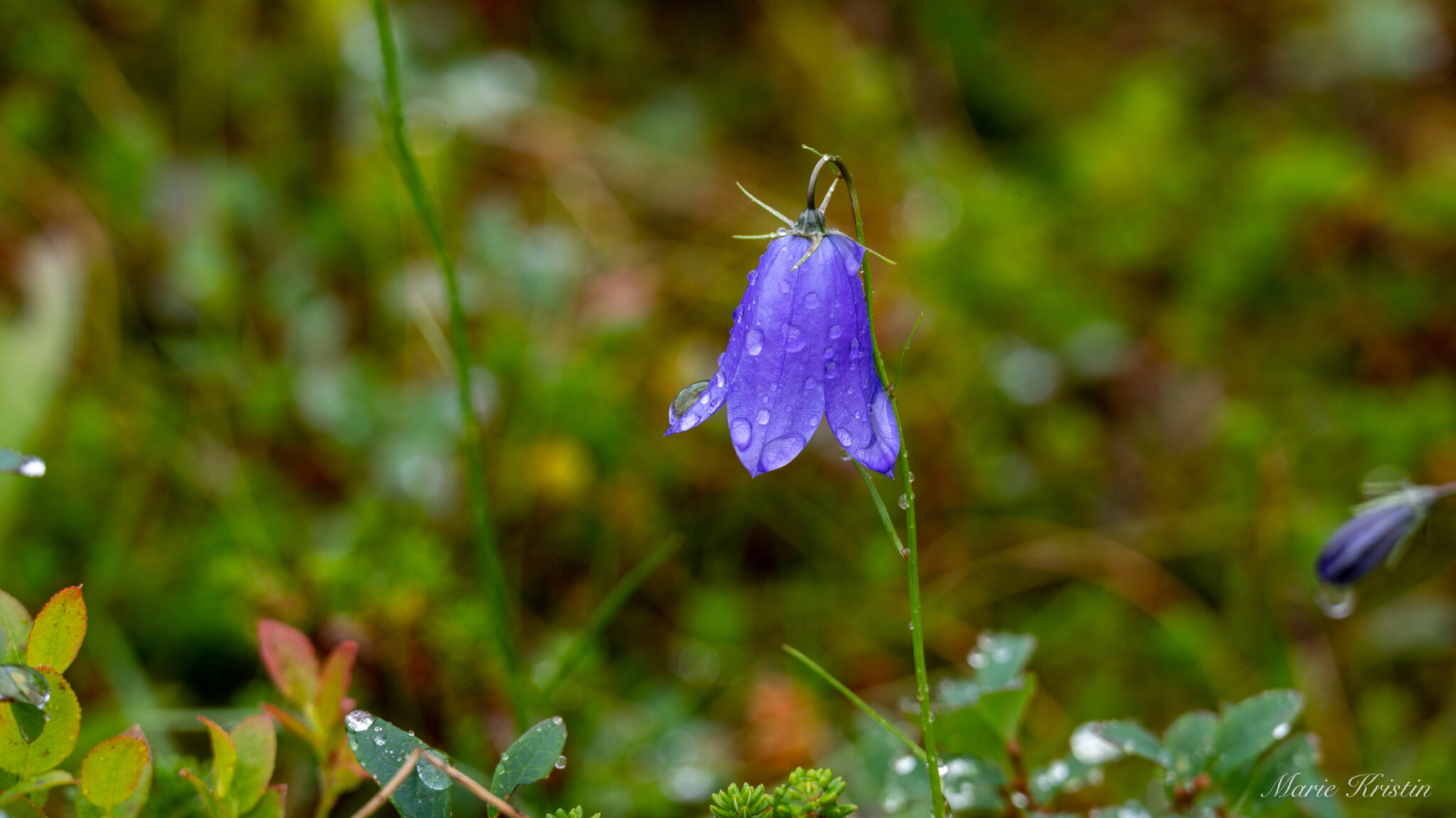 Heading to Lake Isbuktvannet in wet weather © Marie Angelsen