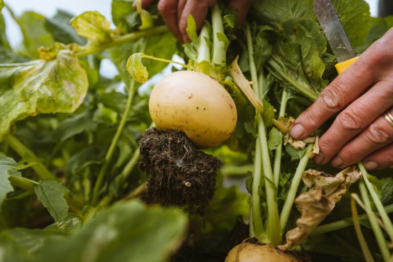 Målselv turnip, harvested in late summer or early autumn and often eaten raw. Crisp, juicy and naturally sweet © Vegard Stien