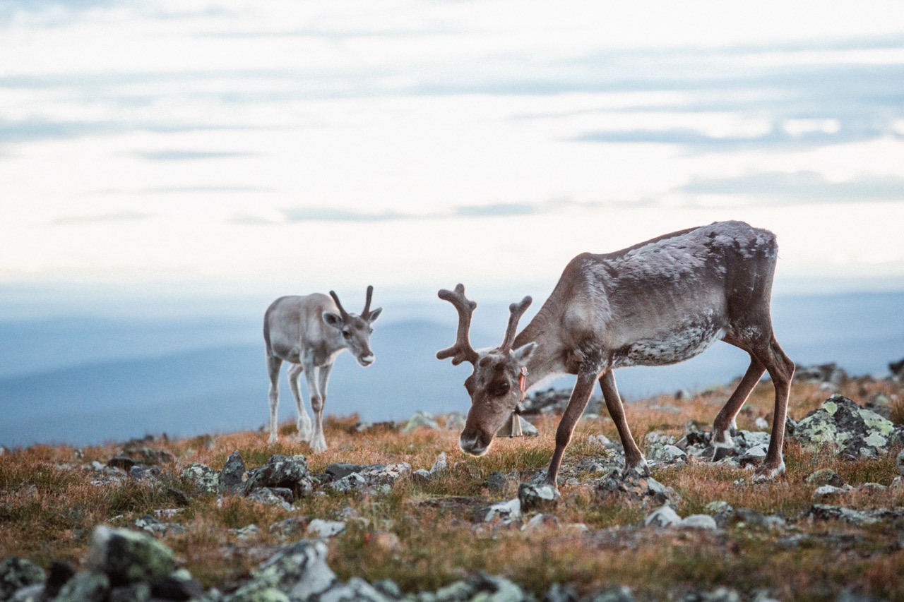 Two reindeer roaming in the tundra