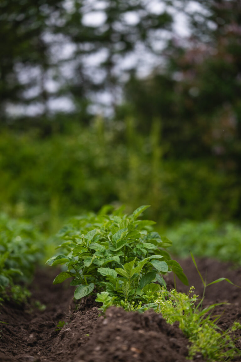 Northern Norwegian varieties thrive best at Nordvoll Organic Farm © Marie Nystad Helgesen / Arctic Norway