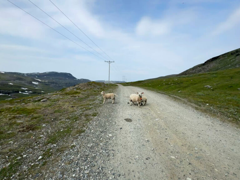 The road from Kåfjorddalen valley/Gáivuonvuovdi is rough and at times more challenging than the hiking trail. Driving is at your own risk – and watch out for the lambs!