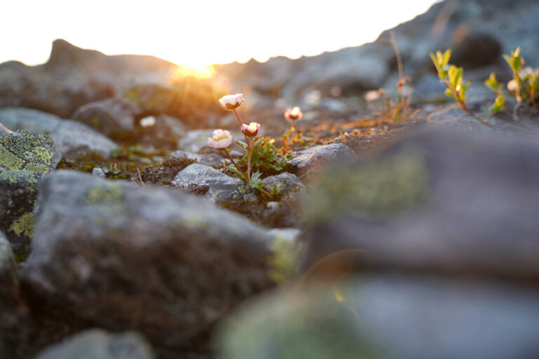 There is not much vegetation in the uplands along the trail, except for these delicate flowers basking in the midnight sun.