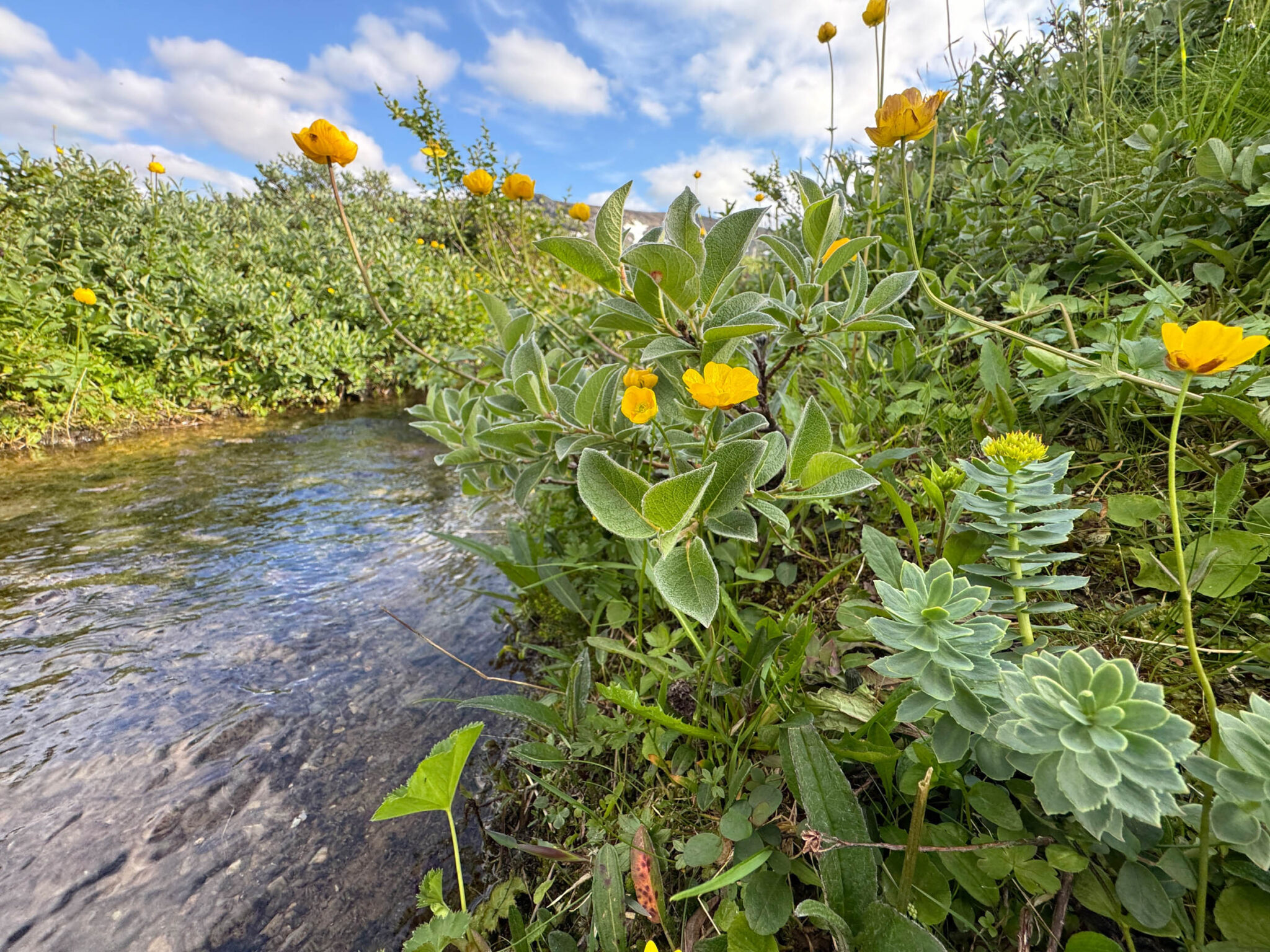 Wildflowers on the way - Golden Root and globe-flowers.